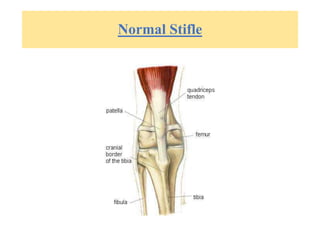 Normal Stifle
 