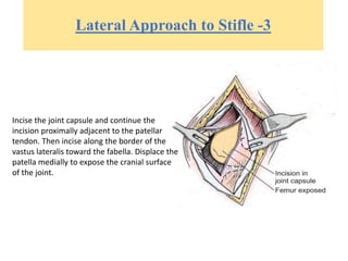 Lateral Approach to Stifle -3
Incise the joint capsule and continue the
incision proximally adjacent to the patellar
tendon. Then incise along the border of the
vastus lateralis toward the fabella. Displace the
patella medially to expose the cranial surface
of the joint.
 