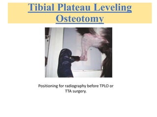 Tibial Plateau Leveling
Osteotomy
Positioning for radiography before TPLO or
TTA surgery.
 