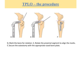 TPLO – the procedure
D, Mark the bone for rotation. E, Rotate the proximal segment to align the marks.
F, Secure the osteotomy with the appropriate-sized bone plate.
 