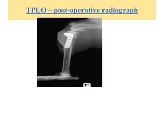 TPLO – post-operative radiograph
 
