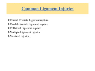 Common Ligament Injuries
Cranial Cruciate Ligament rupture
Caudal Cruciate Ligament rupture
Collateral Ligament rupture
Multiple Ligament Injuries
Meniscal injuries
 