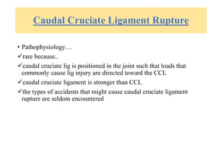 Caudal Cruciate Ligament Rupture
• Pathophysiology…
rare because..
caudal cruciate lig is positioned in the joint such that loads that
commonly cause lig injury are directed toward the CCL
caudal cruciate ligament is stronger than CCL
the types of accidents that might cause caudal cruciate ligament
rupture are seldom encountered
 