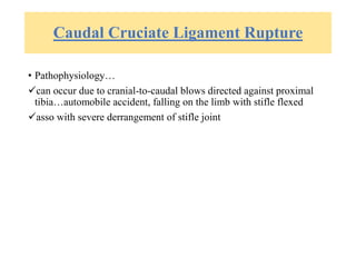 Caudal Cruciate Ligament Rupture
• Pathophysiology…
can occur due to cranial-to-caudal blows directed against proximal
tibia…automobile accident, falling on the limb with stifle flexed
asso with severe derrangement of stifle joint
 