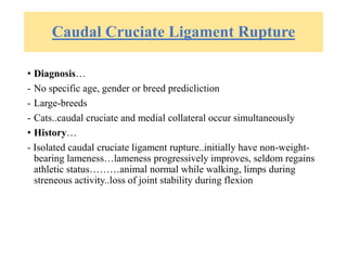 Caudal Cruciate Ligament Rupture
• Diagnosis…
- No specific age, gender or breed predicliction
- Large-breeds
- Cats..caudal cruciate and medial collateral occur simultaneously
• History…
- Isolated caudal cruciate ligament rupture..initially have non-weight-
bearing lameness…lameness progressively improves, seldom regains
athletic status………animal normal while walking, limps during
streneous activity..loss of joint stability during flexion
 