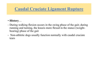 Caudal Cruciate Ligament Rupture
• History…
- During walking flexion occurs in the swing phase of the gait; during
running and turning, the kneeis more flexed in the stance (weight-
bearing) phase of the gait
- Non-athletic dogs usually function normally with caudal cruciate
tears
 