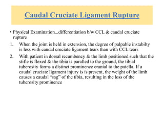 Caudal Cruciate Ligament Rupture
• Physical Examination...differentiation b/w CCL & caudal cruciate
rupture
1. When the joint is held in extension, the degree of palpable instabilty
is less with caudal cruciate ligament tears than with CCL tears
2. With patient in dorsal recumbency & the limb positioned such that the
stifle is flexed & the tibia is paralled to the ground, the tibial
tuberosity forms a distinct prominence cranial to the patella. If a
caudal cruciate ligament injury is is present, the weight of the limb
causes a caudal “sag” of the tibia, resulting in the loss of the
tuberosity prominence
 