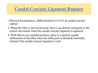 Caudal Cruciate Ligament Rupture
• Physical Examination...differentiation b/w CCL & caudal cruciate
rupture
3. When the tibia is moved forward, there is aa distinct end-point to the
cranial movement when the caudal cruciate ligament is ruptured
4. With tibia in an extended position, there is a distinct caudal
subluxation of the tibia when the stifle joint is flexed & internally
rotated if the caudal cruciate ligament is torn
 