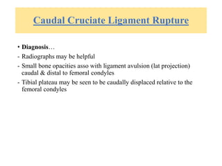 Caudal Cruciate Ligament Rupture
• Diagnosis…
- Radiographs may be helpful
- Small bone opacities asso with ligament avulsion (lat projection)
caudal & distal to femoral condyles
- Tibial plateau may be seen to be caudally displaced relative to the
femoral condyles
 