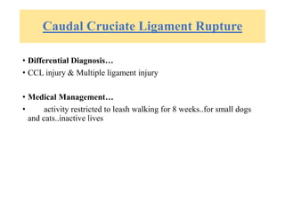Caudal Cruciate Ligament Rupture
• Differential Diagnosis…
• CCL injury & Multiple ligament injury
• Medical Management…
• activity restricted to leash walking for 8 weeks..for small dogs
and cats..inactive lives
 
