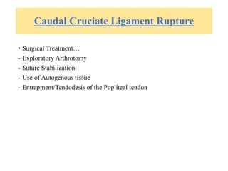 Caudal Cruciate Ligament Rupture
• Surgical Treatment…
- Exploratory Arthrotomy
- Suture Stabilization
- Use of Autogenous tissue
- Entrapment/Tendodesis of the Popliteal tendon
 