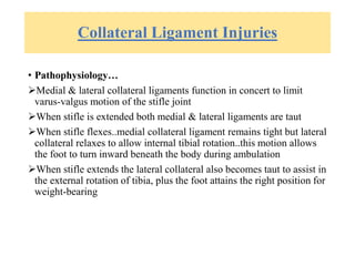 Collateral Ligament Injuries
• Pathophysiology…
Medial & lateral collateral ligaments function in concert to limit
varus-valgus motion of the stifle joint
When stifle is extended both medial & lateral ligaments are taut
When stifle flexes..medial collateral ligament remains tight but lateral
collateral relaxes to allow internal tibial rotation..this motion allows
the foot to turn inward beneath the body during ambulation
When stifle extends the lateral collateral also becomes taut to assist in
the external rotation of tibia, plus the foot attains the right position for
weight-bearing
 