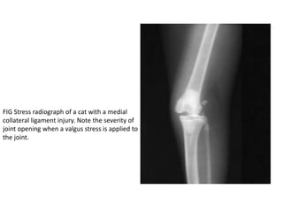 FIG Stress radiograph of a cat with a medial
collateral ligament injury. Note the severity of
joint opening when a valgus stress is applied to
the joint.
 