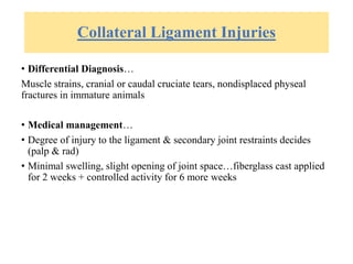 Collateral Ligament Injuries
• Differential Diagnosis…
Muscle strains, cranial or caudal cruciate tears, nondisplaced physeal
fractures in immature animals
• Medical management…
• Degree of injury to the ligament & secondary joint restraints decides
(palp & rad)
• Minimal swelling, slight opening of joint space…fiberglass cast applied
for 2 weeks + controlled activity for 6 more weeks
 