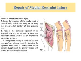 Repair of Medial Restraint Injury
Repair of a medial restraint injury.
A, Incise the insertion of the caudal head of
the sartorius muscle and deep fascia along
the craniomedial border of the proximal
tibia.
B, Replace the collateral ligament in its
anatomic site and secure with a screw and
polyacetyl spiked washer. As an alternative,
use suture anchors.
C, If the ligament injury is an intrasubstance
tear, perform primary repair by suturing the
ligament ends with a locking-loop suture
pattern. Supplement the primary repair with
screws and figure-eight support.
 