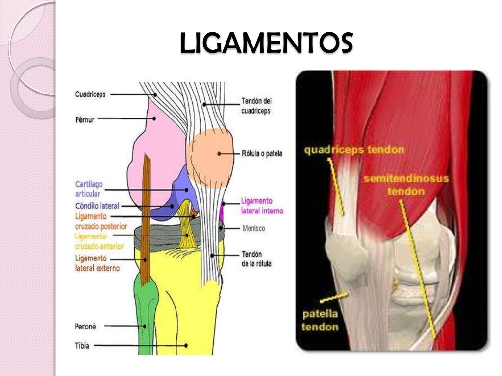 Ligamento cruzado anterior Ligamento cruzado anterior