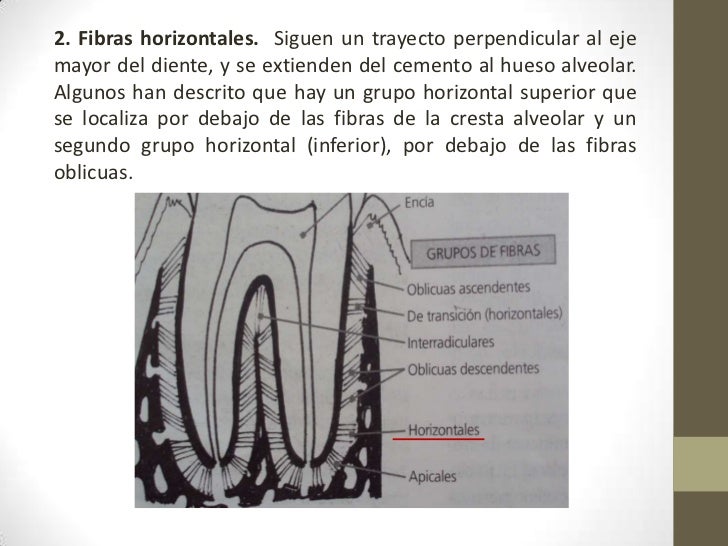 Ligamento periodontal