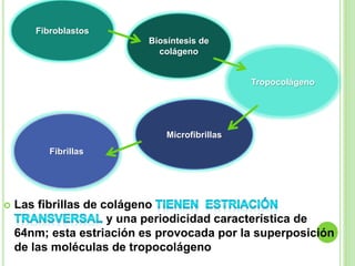  Las fibrillas de colágeno
y una periodicidad característica de
64nm; esta estriación es provocada por la superposición
de las moléculas de tropocolágeno
Biosíntesis de
colágeno
Fibroblastos
Tropocolágeno
Microfibrillas
Fibrillas
 
