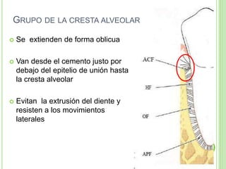 GRUPO DE LA CRESTA ALVEOLAR
 Se extienden de forma oblicua
 Van desde el cemento justo por
debajo del epitelio de unión hasta
la cresta alveolar
 Evitan la extrusión del diente y
resisten a los movimientos
laterales
 