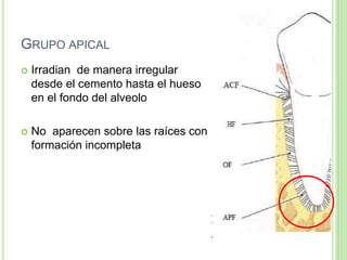 GRUPO APICAL
 Irradian de manera irregular
desde el cemento hasta el hueso
en el fondo del alveolo
 No aparecen sobre las raíces con
formación incompleta
 