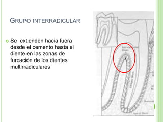 GRUPO INTERRADICULAR
 Se extienden hacia fuera
desde el cemento hasta el
diente en las zonas de
furcación de los dientes
multirradiculares
 