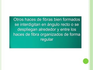 Otros haces de fibras bien formados
se interdigitan en ángulo recto o se
despliegan alrededor y entre los
haces de fibra organizados de forma
regular
 