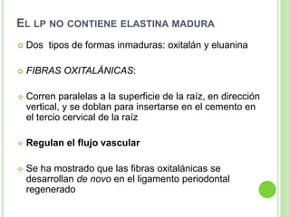 EL LP NO CONTIENE ELASTINA MADURA
 Dos tipos de formas inmaduras: oxitalán y eluanina
 FIBRAS OXITALÁNICAS:
 Corren paralelas a la superficie de la raíz, en dirección
vertical, y se doblan para insertarse en el cemento en
el tercio cervical de la raíz
 Regulan el flujo vascular
 Se ha mostrado que las fibras oxitalánicas se
desarrollan de novo en el ligamento periodontal
regenerado
 