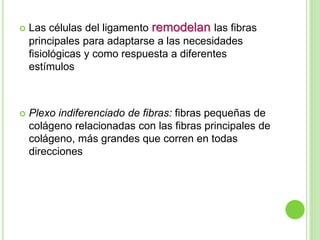  Las células del ligamento remodelan las fibras
principales para adaptarse a las necesidades
fisiológicas y como respuesta a diferentes
estímulos
 Plexo indiferenciado de fibras: fibras pequeñas de
colágeno relacionadas con las fibras principales de
colágeno, más grandes que corren en todas
direcciones
 
