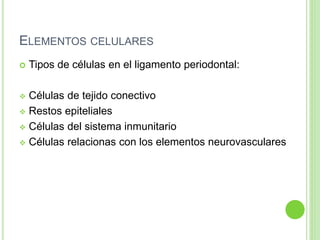 ELEMENTOS CELULARES
 Tipos de células en el ligamento periodontal:
 Células de tejido conectivo
 Restos epiteliales
 Células del sistema inmunitario
 Células relacionas con los elementos neurovasculares
 