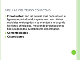 CÉLULAS DEL TEJIDO CONECTIVO
 Fibroblastos: son las células más comunes en el
ligamento periodontal y aparecen como células
ovoidales o elongadas y se orientan a lo largo de
las fibras principales, mostrando prolongaciones
tipo seudópodos. Metabolismo del colágeno.
 Cementoblastos
 Osteoblastos
 