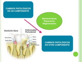 CAMBIOS PATOLÓGICOS
EN UN COMPONENTE
CAMBIOS PATOLÓGICOS
EN OTRO COMPONENTE
Mantenimiento
Reparación
Regeneración
 