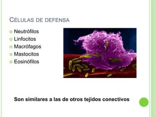 CÉLULAS DE DEFENSA
 Neutrófilos
 Linfocitos
 Macrófagos
 Mastocitos
 Eosinófilos
Son similares a las de otros tejidos conectivos
 