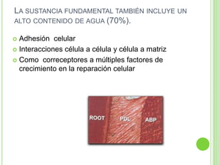 LA SUSTANCIA FUNDAMENTAL TAMBIÉN INCLUYE UN
ALTO CONTENIDO DE AGUA (70%).
 Adhesión celular
 Interacciones célula a célula y célula a matriz
 Como correceptores a múltiples factores de
crecimiento en la reparación celular
 