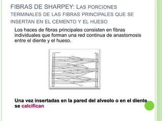 FIBRAS DE SHARPEY: LAS PORCIONES
TERMINALES DE LAS FIBRAS PRINCIPALES QUE SE
INSERTAN EN EL CEMENTO Y EL HUESO
Los haces de fibras principales consisten en fibras
individuales que forman una red continua de anastomosis
entre el diente y el hueso.
Una vez insertadas en la pared del alveolo o en el diente
se calcifican
 