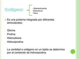  Es una proteína integrada por diferentes
aminoácidos:
- Glicina
- Prolina
- Hidroxilisina
- Hidroxiprolina
La cantidad e colágeno en un tejido se determina
por el contenido de hidroxiprolina.
• Mantenimiento
•Estructura
•Tono
 