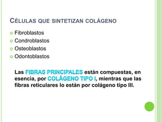 CÉLULAS QUE SINTETIZAN COLÁGENO
 Fibroblastos
 Condroblastos
 Osteoblastos
 Odontoblastos
Las están compuestas, en
esencia, por , mientras que las
fibras reticulares lo están por colágeno tipo III.
 