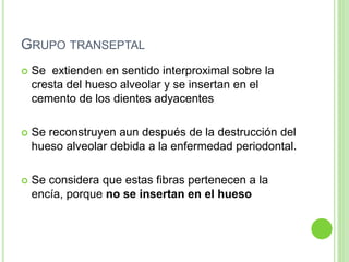 GRUPO TRANSEPTAL
 Se extienden en sentido interproximal sobre la
cresta del hueso alveolar y se insertan en el
cemento de los dientes adyacentes
 Se reconstruyen aun después de la destrucción del
hueso alveolar debida a la enfermedad periodontal.
 Se considera que estas fibras pertenecen a la
encía, porque no se insertan en el hueso
 