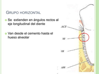 GRUPO HORIZONTAL
 Se extienden en ángulos rectos al
eje longitudinal del diente
 Van desde el cemento hasta el
hueso alveolar
 