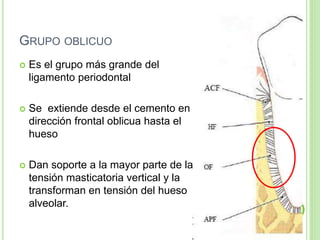 GRUPO OBLICUO
 Es el grupo más grande del
ligamento periodontal
 Se extiende desde el cemento en
dirección frontal oblicua hasta el
hueso
 Dan soporte a la mayor parte de la
tensión masticatoria vertical y la
transforman en tensión del hueso
alveolar.
 