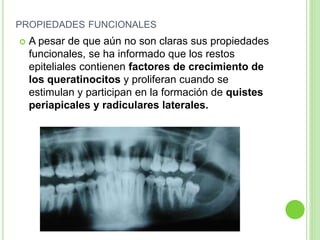 PROPIEDADES FUNCIONALES
 A pesar de que aún no son claras sus propiedades
funcionales, se ha informado que los restos
epiteliales contienen factores de crecimiento de
los queratinocitos y proliferan cuando se
estimulan y participan en la formación de quistes
periapicales y radiculares laterales.
 