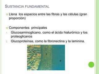 SUSTANCIA FUNDAMENTAL
 Llena los espacios entre las fibras y las células (gran
proporción)
 Componentes principales
1. Glucosaminoglicano, como el ácido hialurónico y los
proteoglicanos
2. Glucoproteínas, como la fibronectina y la laminina.
 