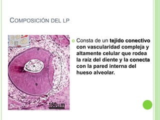 COMPOSICIÓN DEL LP
 Consta de un tejido conectivo
con vascularidad compleja y
altamente celular que rodea
la raíz del diente y la conecta
con la pared interna del
hueso alveolar.
 