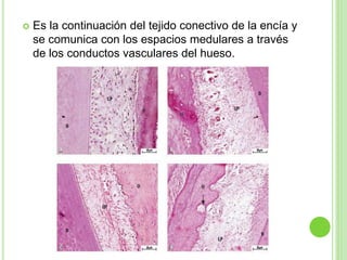  Es la continuación del tejido conectivo de la encía y
se comunica con los espacios medulares a través
de los conductos vasculares del hueso.
 