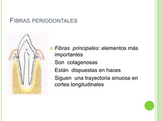 FIBRAS PERIODONTALES
 Fibras principales: elementos más
importantes
- Son colagenosas
- Están dispuestas en haces
- Siguen una trayectoria sinuosa en
cortes longitudinales
 