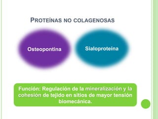 PROTEÍNAS NO COLAGENOSAS
Función: Regulación de la mineralización y la
cohesión de tejido en sitios de mayor tensión
biomecánica.
Osteopontina Sialoproteína
 