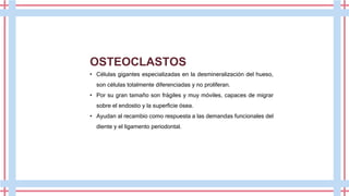OSTEOCLASTOS
• Células gigantes especializadas en la desmineralización del hueso,
son células totalmente diferenciadas y no proliferan.
• Por su gran tamaño son frágiles y muy móviles, capaces de migrar
sobre el endostio y la superficie ósea.
• Ayudan al recambio como respuesta a las demandas funcionales del
diente y el ligamento periodontal.
 
