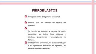 FIBROBLASTOS
Principales células del ligamento periodontal.
Abarcan 25% del volumen del espacio del
ligamento.
Su función es sintetizar y secretar la matriz
extracelular, que incluye fibras colágenas y
elásticas, glicoproteínas y proteoglicanos no
fibrilares.
Contractibilidad y movilidad, las cuales contribuyen
a la organización estructural del ligamento, en
especial durante su desarrollo.
 