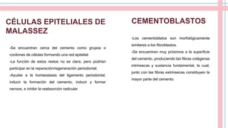 CÉLULAS EPITELIALES DE
MALASSEZ
-Se encuentran cerca del cemento como grupos o
cordones de células formando una red epitelial.
-La función de estos restos no es clara, pero podrían
participar en la reparación/regeneración periodontal.
-Ayudar a la homeostasis del ligamento periodontal,
inducir la formación del cemento, inducir y formar
nervios, e inhibir la reabsorción radicular.
CEMENTOBLASTOS
-Los cementoblatos son morfológicamente
similares a los fibroblastos.
-Se encuentran muy próximos a la superficie
del cemento, produciendo las fibras colágenas
intrínsecas y sustancia fundamental, la cual,
junto con las fibras extrínsecas constituyen la
mayor parte del cemento.
 