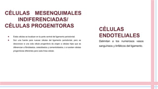 CÉLULAS MESENQUIMALES
INDIFERENCIADAS/
CÉLULAS PROGENITORAS
● Estás células se localizan en la parte central del ligamento periodontal.
● Son una fuente para nuevas células del ligamento periodontal, pero se
desconoce si una sola célula progenitora da origen a células hijas que se
diferencian a fibroblastos, osteoblastos y cementoblastos, o si existen células
progenitoras diferentes para cada línea celular.
CÉLULAS
ENDOTELIALES
Delimitan a los numerosos vasos
sanguíneos y linfáticos del ligamento.
 