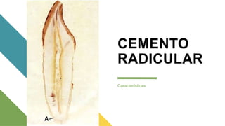 CEMENTO
RADICULAR
Características
 